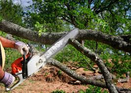 Springville, IA Tree Removal and Landscaping Services Company